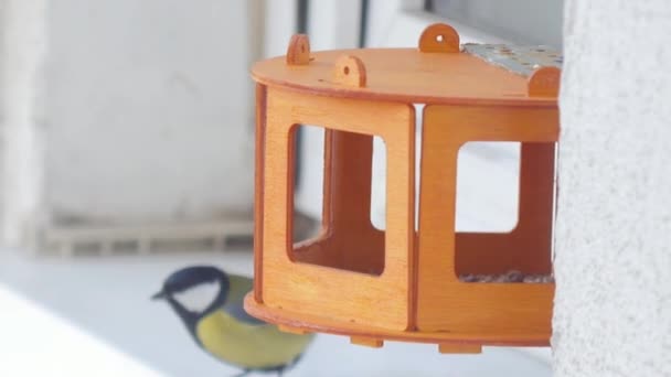 Tit bird Parus principais sementes bicadas no alimentador de aves — Vídeo de Stock