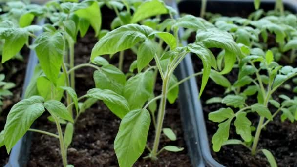 温室里的绿色番茄种子已准备好种植 — 图库视频影像