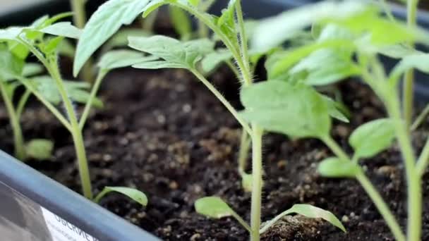 I semi di pomodoro verde in serra sono pronti per essere piantati — Video Stock