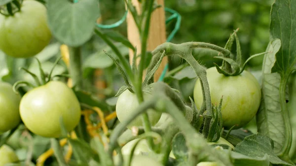 Organic tomato planting in garden