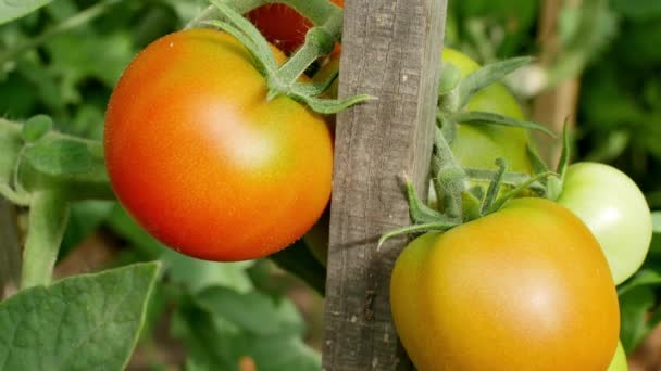 Piantagione di pomodoro biologico in giardino — Video Stock
