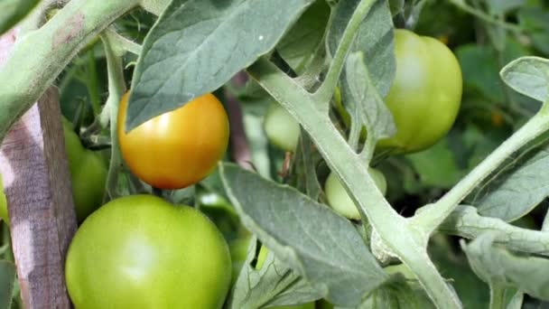 Органические посадки помидоров в саду — стоковое видео