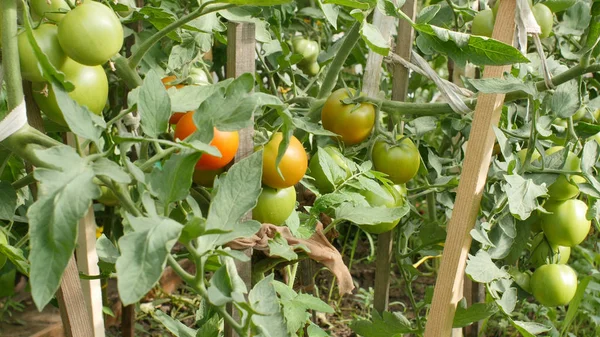 Organic tomato planting in garden