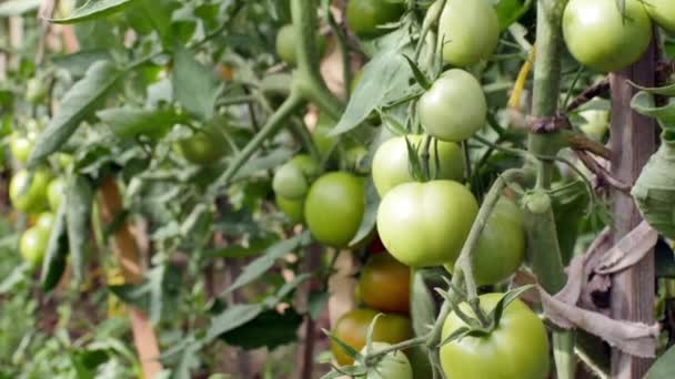 Bio-Tomatenanpflanzung im Garten — Stockvideo