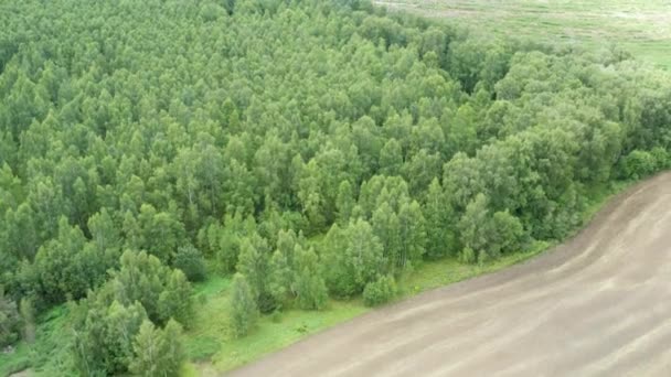 Ein landwirtschaftliches Weizenfeld und Wald im Herbst. Luftaufnahme von der Drohne. — Stockvideo