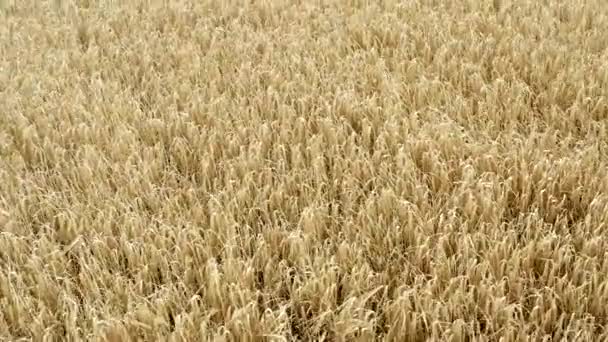 Вид с воздуха на пшеничное поле . — стоковое видео