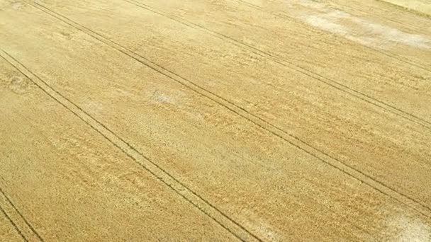 Vista aérea sobre el campo de trigo . — Vídeos de Stock
