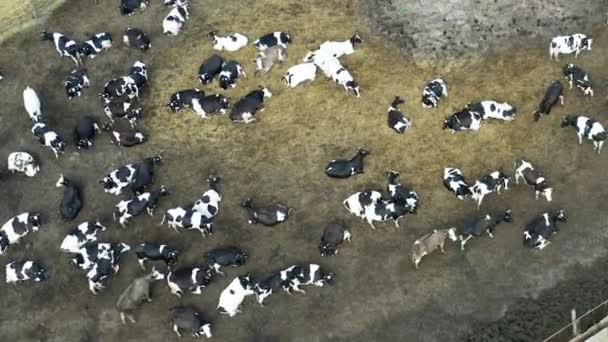 Vista superior de una gran cantidad de vacas en una granja en el campo ra — Vídeo de stock