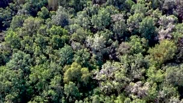 Flyg syn på flygande över en vacker grön skog i ett landsbygdslandskap — Stockvideo