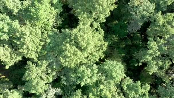 Вид с воздуха над красивым зеленым лесом в сельской местности — стоковое видео
