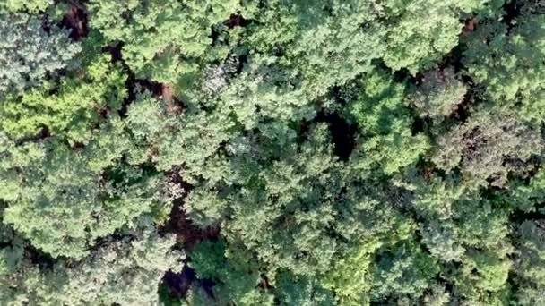 Vista aérea de voar sobre uma bela floresta verde em uma paisagem rural — Vídeo de Stock