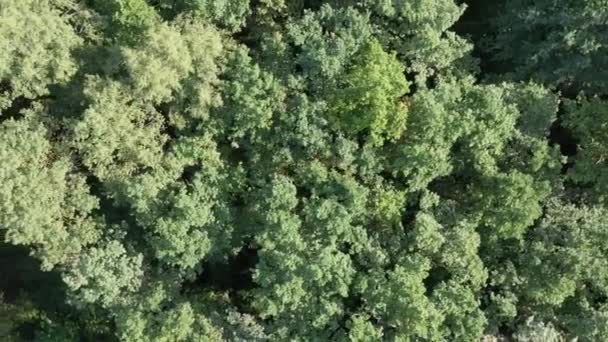 Vista aérea de voar sobre uma bela floresta verde em uma paisagem rural — Vídeo de Stock