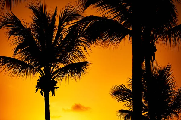 Силуэты кокосовых пальм на пляже на закате — стоковое фото