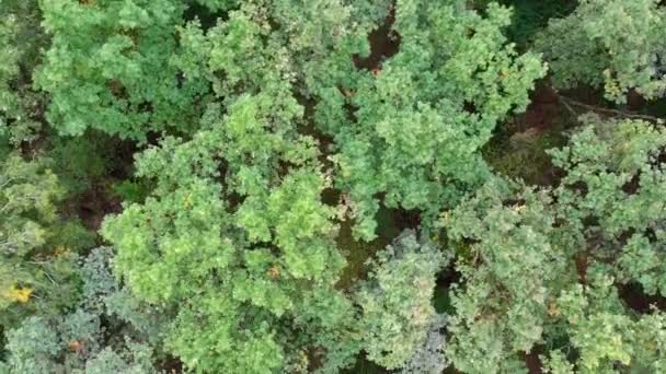 Antenne des Fliegens über einen schönen sommergrünen Wald in einer ländlichen Landschaft — Stockvideo