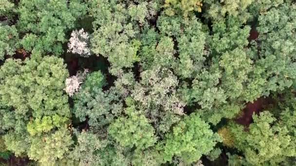 Aéreo de voar sobre uma bela floresta verde de verão em uma paisagem rural — Vídeo de Stock