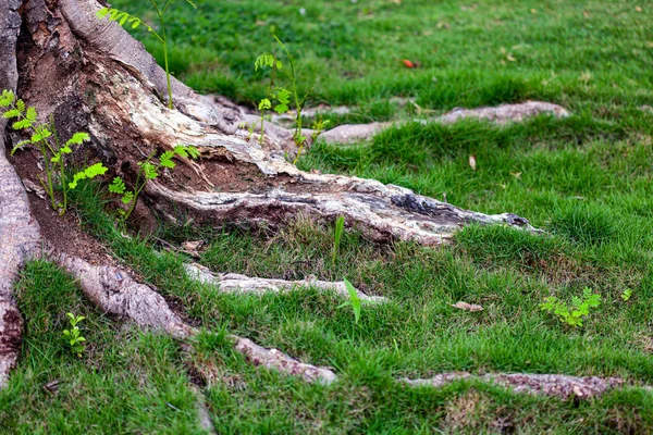 Raízes de árvore na grama verde — Fotografia de Stock