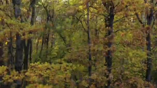 Floresta Cores Outono Vista Aérea Drone Sobre Árvores Coloridas Outono — Vídeo de Stock