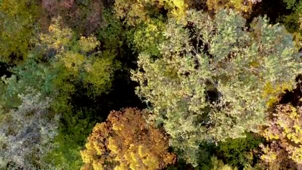 Autumn Color Forest Aerial View Drone Colorful Autumn Trees Forest — Stock Video