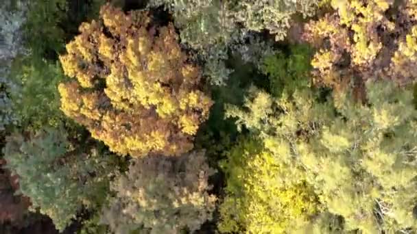 Autumn Color Forest Aerial View Drone Colorful Autumn Trees Forest — Stock Video