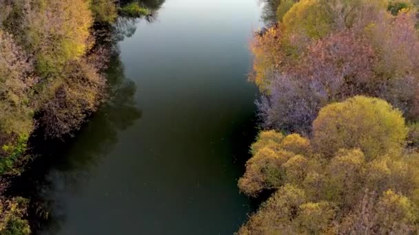 Aerial view on small river in golden autumn forest. — Stock Video