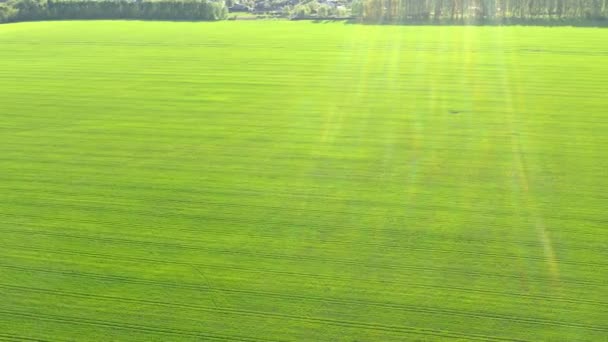 Flug über das Feld mit grünem Weizen — Stockvideo