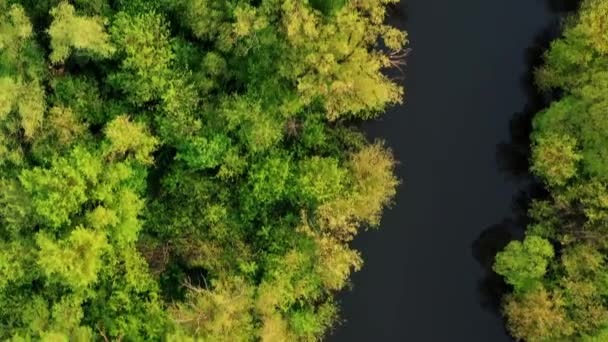 Зеленый лес и голубая река — стоковое видео