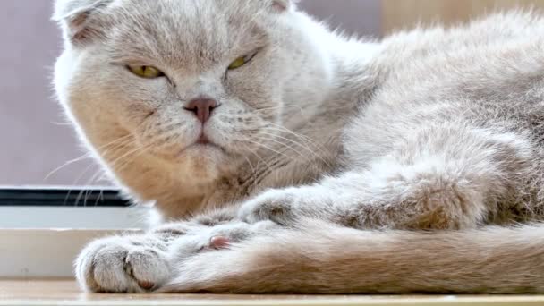 Schotse vouw kat gaat rusten en slapen in de stralen van zonlicht. — Stockvideo