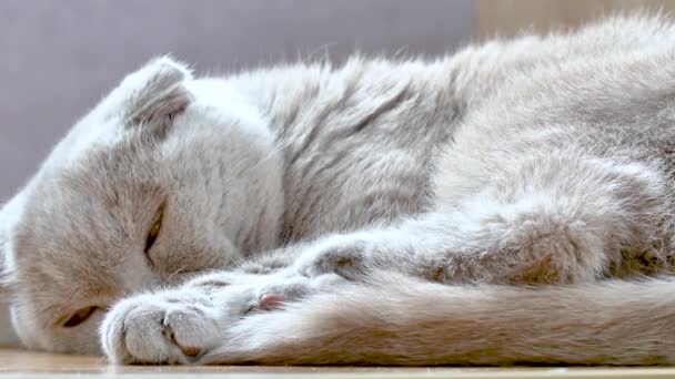 Schotse vouw kat gaat rusten en slapen in de stralen van zonlicht. — Stockvideo