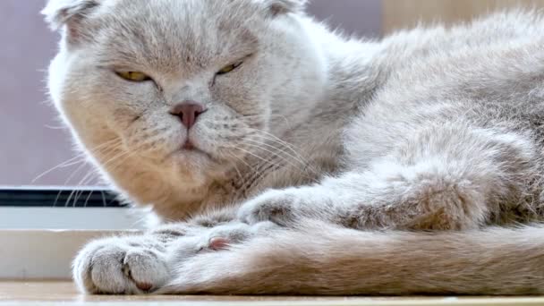 Schotse vouw kat gaat rusten en slapen in de stralen van zonlicht. — Stockvideo