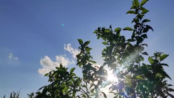 Raggi di sole che brillano attraverso lussureggianti foglie verdi sui rami degli alberi . — Video Stock