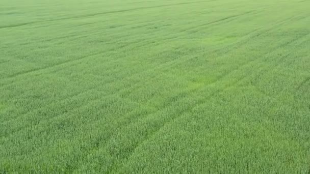 Vista aérea do campo de trigo natural . — Vídeo de Stock