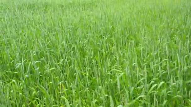 Vue aérienne du champ de blé naturel . — Video