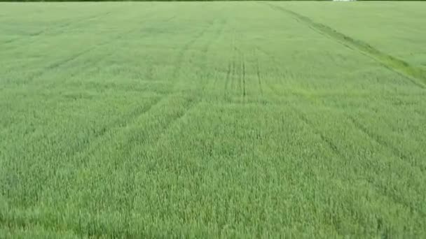 Vue aérienne du champ de blé naturel . — Video