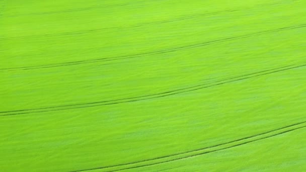 Flug über das Feld mit grünem Weizen — Stockvideo