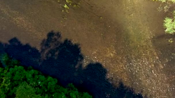 Floresta verde e rio com água limpa — Vídeo de Stock