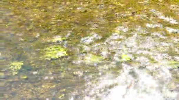Rzeka krystalicznie czysta. — Wideo stockowe