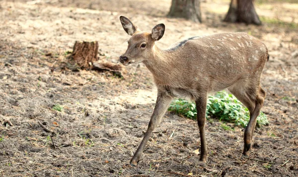 Young wild roe deer in a forest — Stock Photo, Image