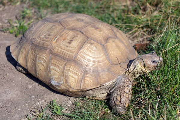 Grote schildpad die gras eet op een zonnige dag. — Stockfoto