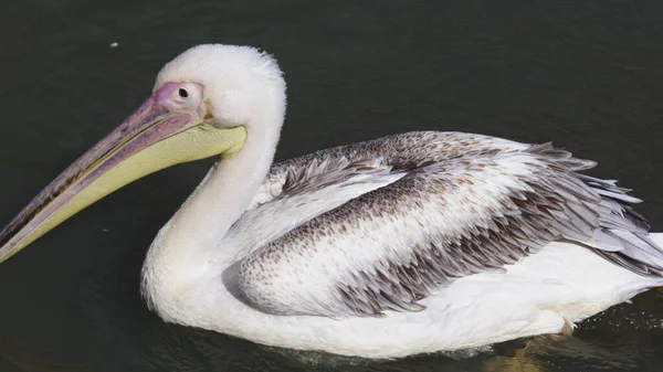 Details eines weißen Pelikans auf dem Wasser — Stockfoto