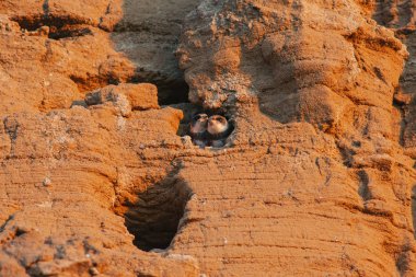 Kumlu dağ bir delik oturan iki hızlı kız Yarovoye, altay, Sibirya, Rusya Federasyonu