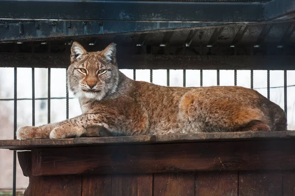 Lynx no freedom in the cage — ストック写真