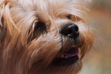 Yorkshire Teriyerinin neşeli yüzü