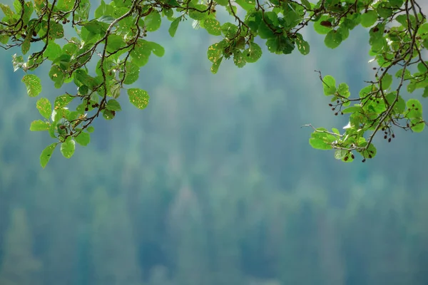 Taze yeşil yaz yaprakları ve dallardan yapılmış çerçeve