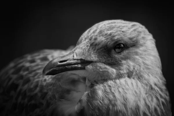 Young seagull portrait head looking left — Stock Photo, Image