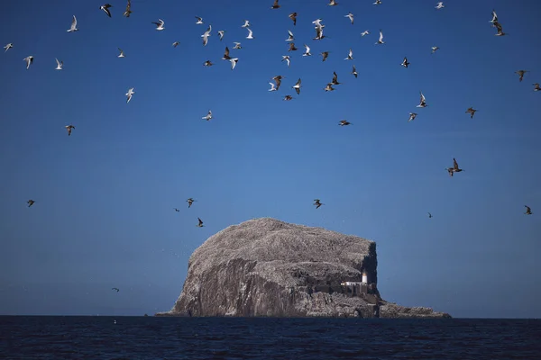A flock of birds flying over the sea against the backdrop of the huge rock of the island