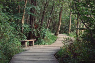 Güneşli bir sonbahar gününde ağaçlarla çevrili ahşap kaldırım ve bank.