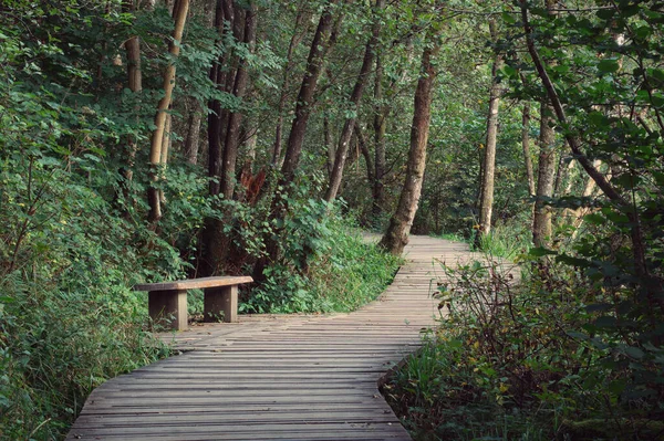 Wooden walkway and bench surrounded by trees on an autumn sunny day