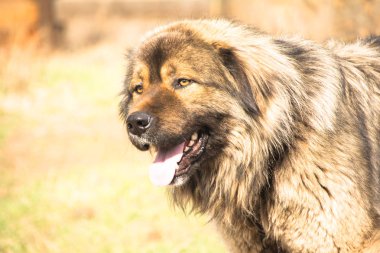 Kafkas çoban yakın çekim, portre.