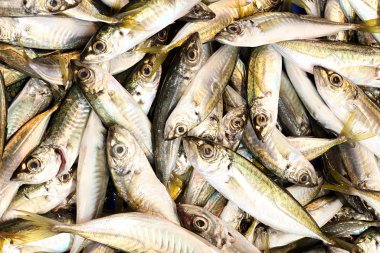Akdeniz'in taze ve taze balık