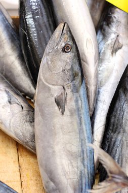 Taze yakalanmış tatlı su balığı